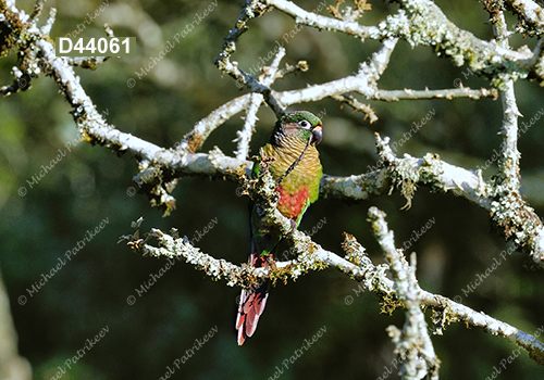 Maroon-bellied Parakeet (Pyrrhura frontalis)